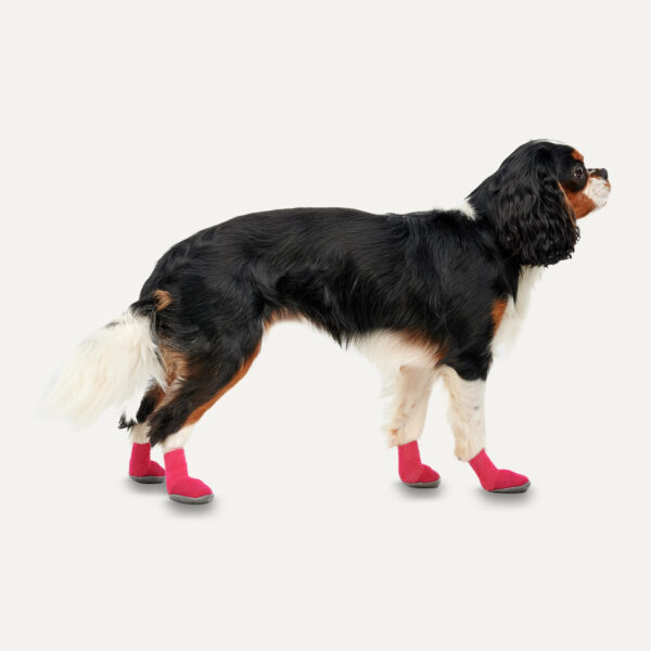 Gooeez  Regular Dog Boots (2-pack) 2XS Red/Black - Image 3