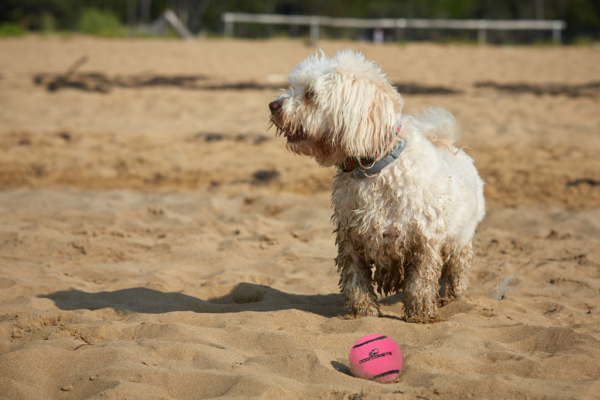 Dog comets Neutron Star Pink 1pc with Squeaker (tenis ball) - immagine 2