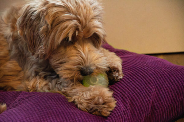 Dog Comets Glow in the Dark Moon Pink S - Imagen 2