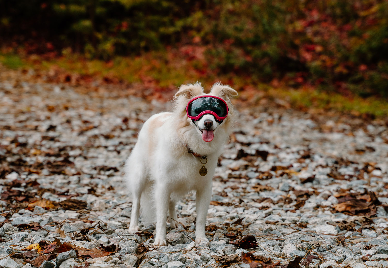 lunettes de chien de qualité - protection des yeux pour chiens
